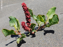 Rumex maricola