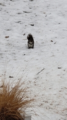 Sciurus carolinensis