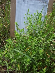 Hedeoma reverchonii