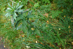 Solidago canadensis