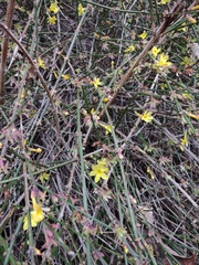Jasminum nudiflorum