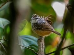 Hypocnemis ochrogyna