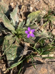 Spergularia purpurea