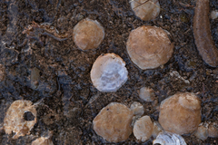 Heteranomia squamula