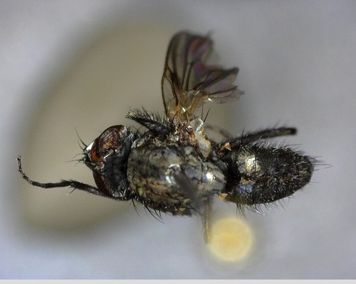 iNaturalist observation photo of Flies