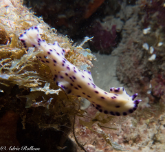 Pseudoceros laingensis