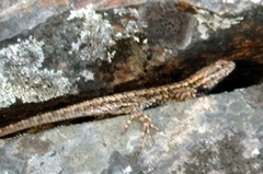 Sceloporus occidentalis occidentalis