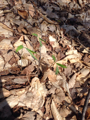 Polygonatum pubescens