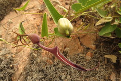 Aristolochia chachapoyensis
