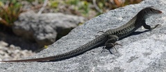 Pholidoscelis plei