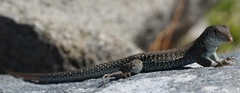 Pholidoscelis plei