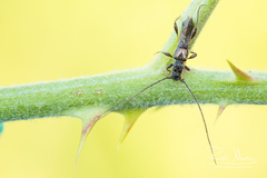 Molorchus umbellatarum