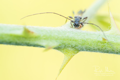 Molorchus umbellatarum