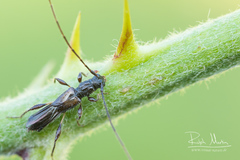 Molorchus umbellatarum