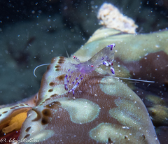 Ancylomenes sarasvati