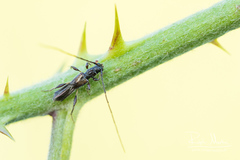 Molorchus umbellatarum