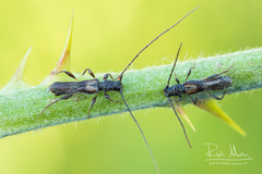Molorchus umbellatarum