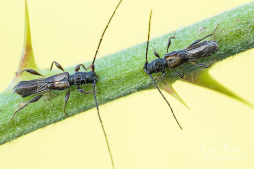 Molorchus umbellatarum (Schreber, 1759)
