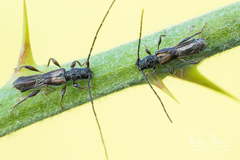 Molorchus umbellatarum