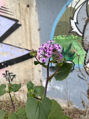 Pericallis webbii
