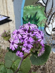 Pericallis webbii