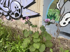 Pericallis webbii