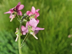Nemesia caerulea