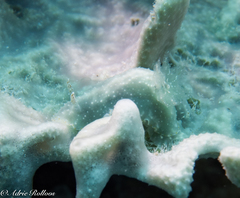 Chromodoris kalawakan