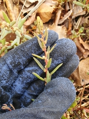 Suaeda novae-zelandiae