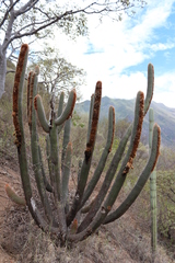 Espostoa mirabilis
