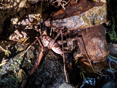 Pachyrhamma acanthocerum