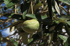 Colicodendron scabridum