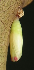 Omphax trilobata