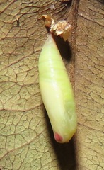 Omphax trilobata