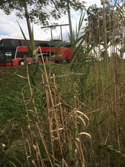 Panicum hemitomon
