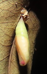 Omphax trilobata