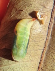 Omphax trilobata