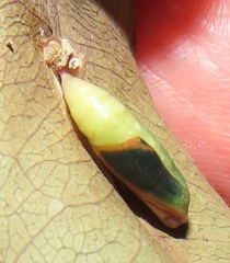 Omphax trilobata