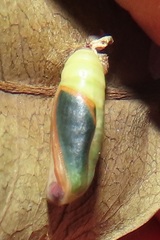 Omphax trilobata