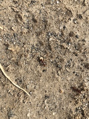 Pogonomyrmex occidentalis