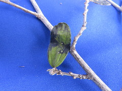 Ditaxinae
