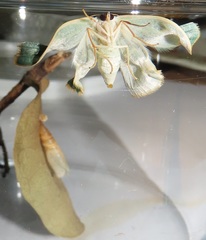 Omphax trilobata