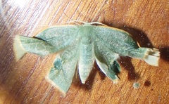 Omphax trilobata