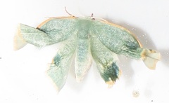Omphax trilobata