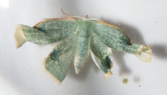 Omphax trilobata
