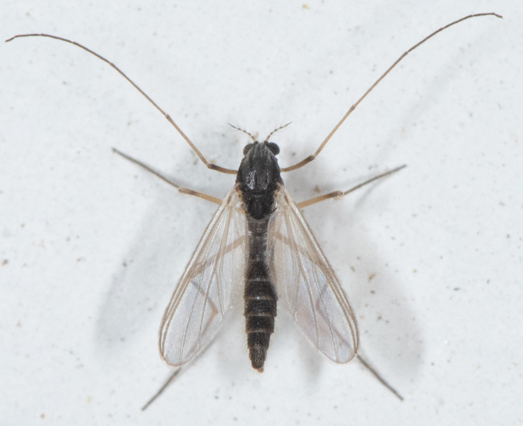 Phaenopsectra profusa