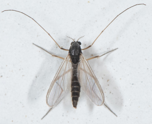 Phaenopsectra profusa