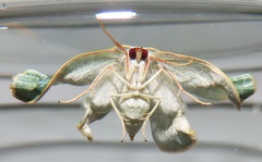 Omphax trilobata