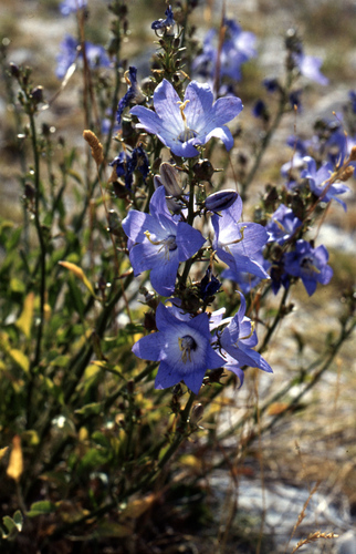 Montenegran Bellflower (Campanula montenegrina)