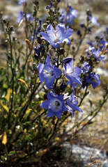 Campanula montenegrina